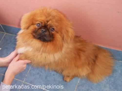 obur Erkek Pekingese