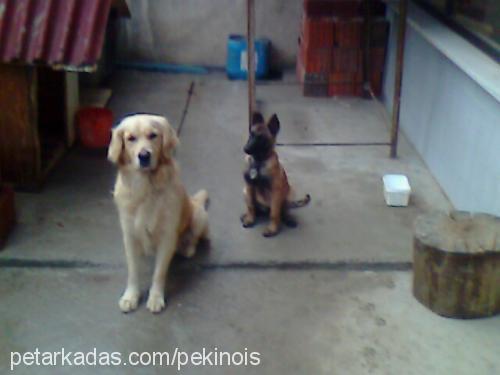 layd Dişi Belçika Malinois