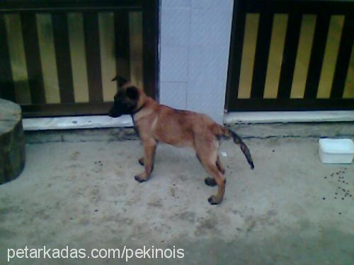 layd Dişi Belçika Malinois