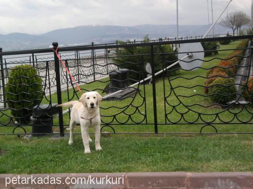 pascal5aylık Erkek Golden Retriever