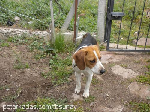 İda Dişi Beagle