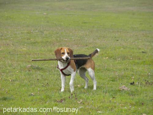 İda Dişi Beagle