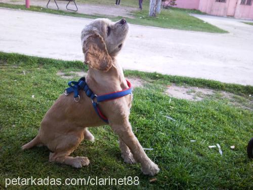 Çapkin Erkek Amerikan Cocker Spaniel