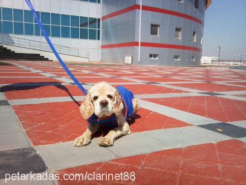 Çapkin Erkek Amerikan Cocker Spaniel