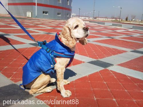 Çapkin Erkek Amerikan Cocker Spaniel