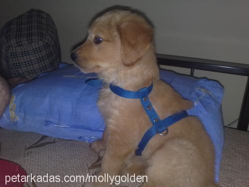 molly Dişi Golden Retriever