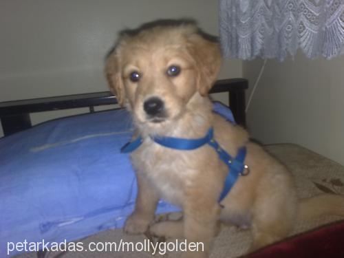 molly Dişi Golden Retriever