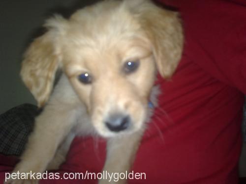 molly Dişi Golden Retriever