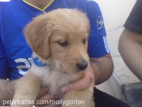 molly Dişi Golden Retriever