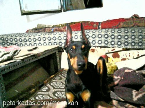 paşa Erkek Doberman Pinscher