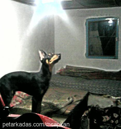 paşa Erkek Doberman Pinscher