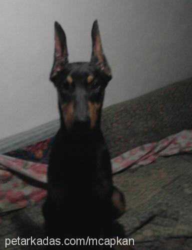 paşa Erkek Doberman Pinscher