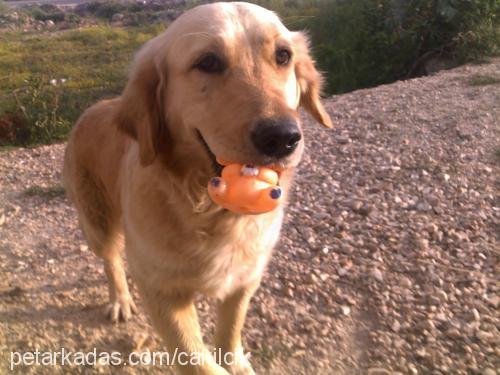 çakıl Dişi Golden Retriever