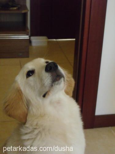 dusha Dişi Golden Retriever