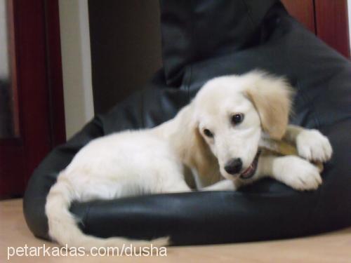 dusha Dişi Golden Retriever