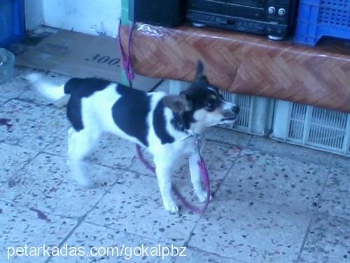 fıstık Dişi Fox Terrier (Smooth)