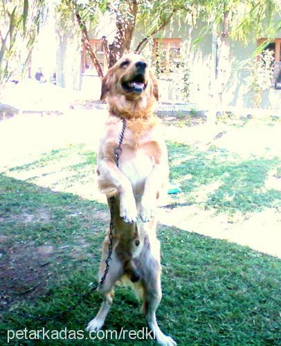 paŞa Erkek Golden Retriever