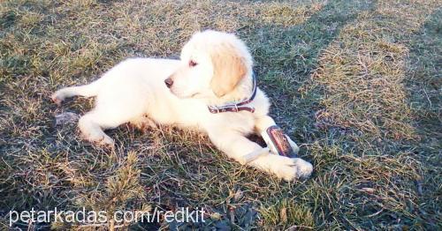 paŞa Erkek Golden Retriever