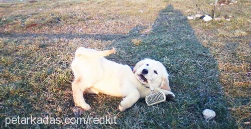 paŞa Erkek Golden Retriever