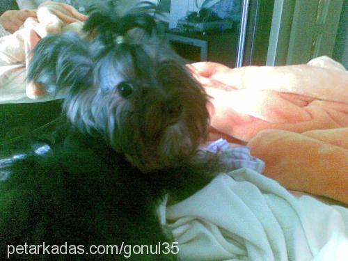 cerezip Erkek Yorkshire Terrier