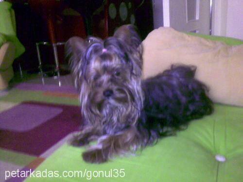 cerezip Erkek Yorkshire Terrier