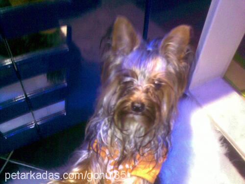 cerezip Erkek Yorkshire Terrier