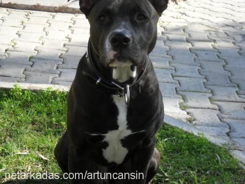 tyson Erkek Amerikan Staffordshire Terrier