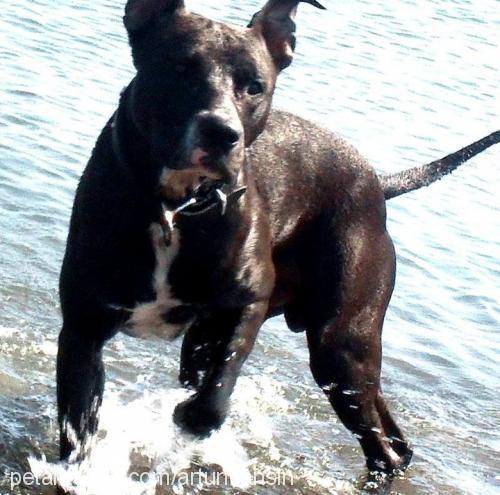 tyson Erkek Amerikan Staffordshire Terrier