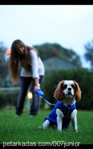 junior Erkek Cavalier King Charles Spanieli