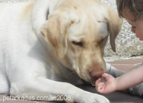 lili Dişi Labrador Retriever