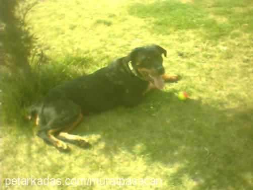 hera Dişi Rottweiler