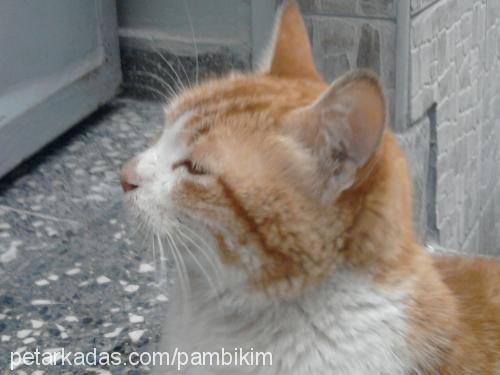 pamuk Dişi Japon Bobtail