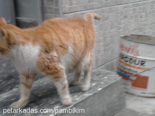 pamuk Dişi Japon Bobtail