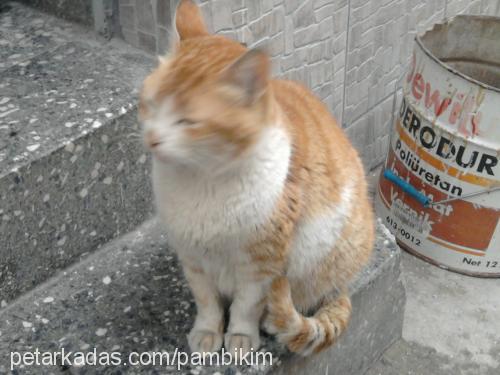 pamuk Dişi Japon Bobtail