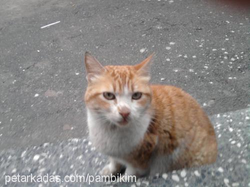 pamuk Dişi Japon Bobtail