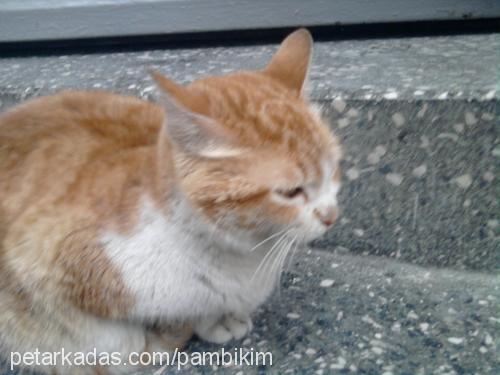 pamuk Dişi Japon Bobtail