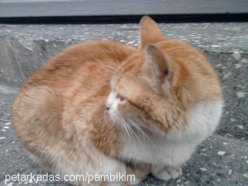 pamuk Dişi Japon Bobtail