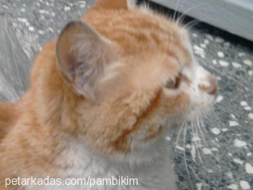 pamuk Dişi Japon Bobtail