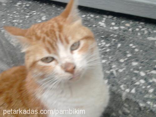 pamuk Dişi Japon Bobtail