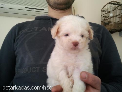 lİlİ Dişi Bichon Havanese