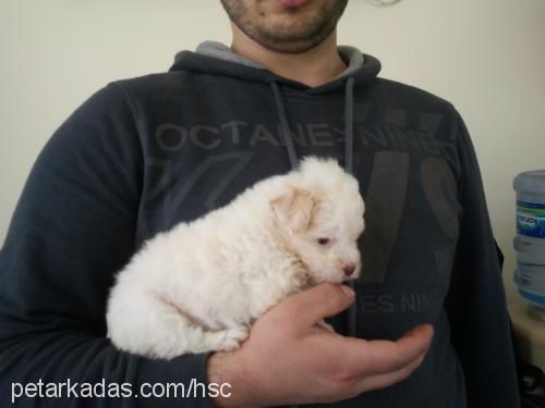 lİlİ Dişi Bichon Havanese