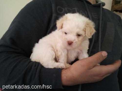 lİlİ Dişi Bichon Havanese