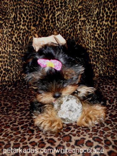 ladymillion Dişi Yorkshire Terrier