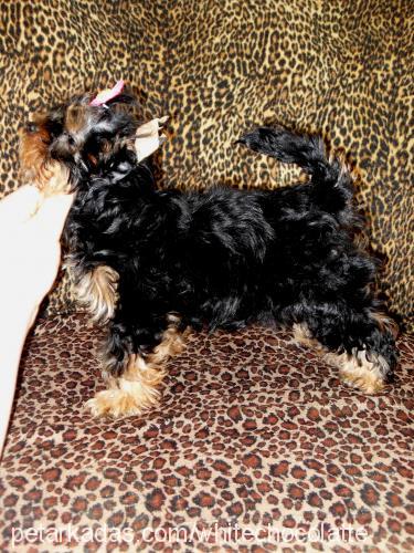 ladymillion Dişi Yorkshire Terrier