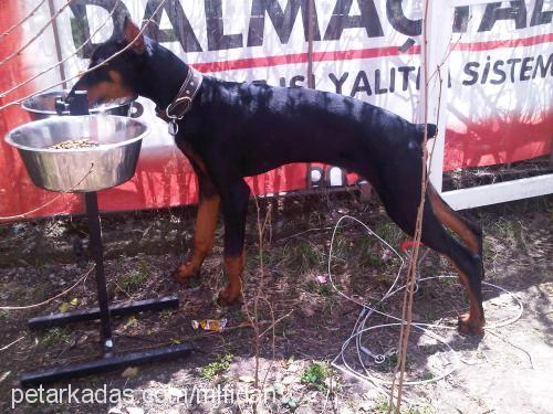 dİno Erkek Doberman Pinscher