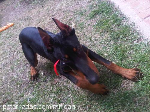 dİno Erkek Doberman Pinscher