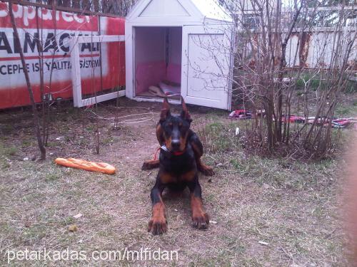 dİno Erkek Doberman Pinscher