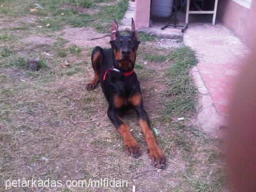 dİno Erkek Doberman Pinscher