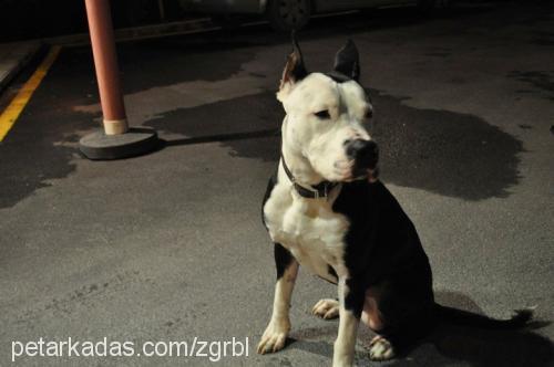 efe Erkek Amerikan Staffordshire Terrier