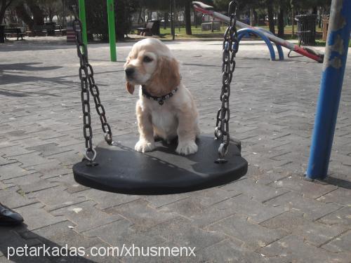 hüsmen Erkek İngiliz Cocker Spaniel